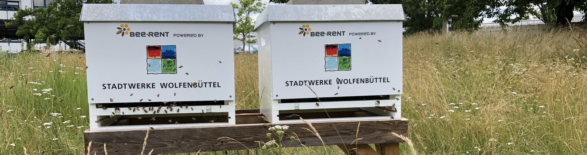 Nahaufnahme Bienenkästen 